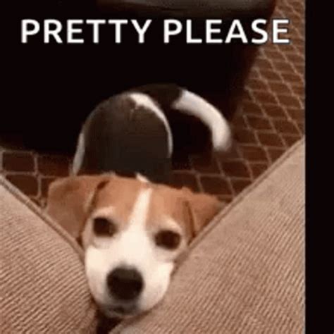 pretty please gif|pretty cute gif.